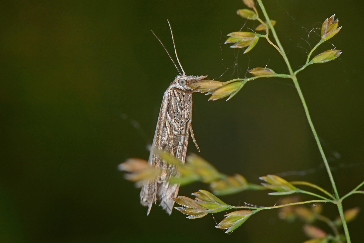 Crambidae N 5 - Crambus lathoniellus